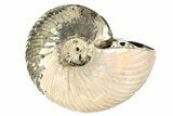 One Side Polished, Pyritized Fossil Ammonite - Russia #174970-1